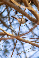 Black-capped chickadee bird pirched on branch, from below