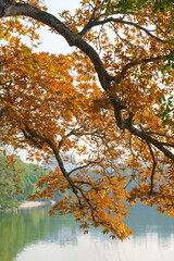 Autumn landscape yellow leaves on tree on Hoan Kiem lake, Hanoi, Vietnam.