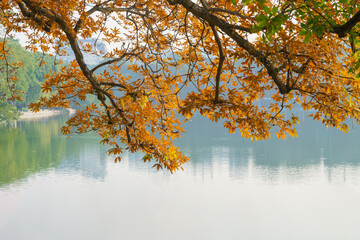 Autumn landscape yellow leaves on tree on Hoan Kiem lake, Hanoi, Vietnam.