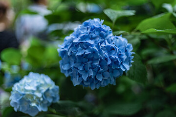blue Hydrangea in Meigetsuin, Kamakura City, Kanagawa Prefecture, Japan, summer 2023