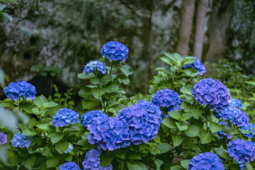 blue Hydrangea in Meigetsuin, Kamakura City, Kanagawa Prefecture, Japan, summer 2023