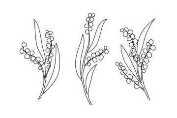 Continuous line drawing blooming mimosa branches set. One line drawing golden wattle isolated on white background.