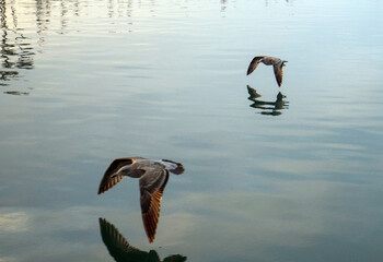 Two young pelicans flying low over the water in the Channel Islands Harbor in Port Hueneme...