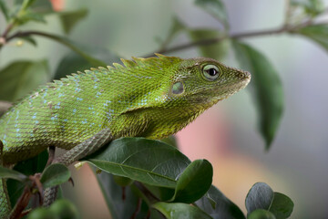 Maned Forest Lizard on a tree branch