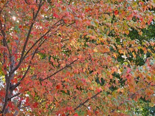 fall foliage starting to be seen in the leaves of trees in Walnut Creek California November 2023