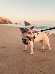 Low angle view of a Jack Russell Terrier dog on the beach looking happy at sunset