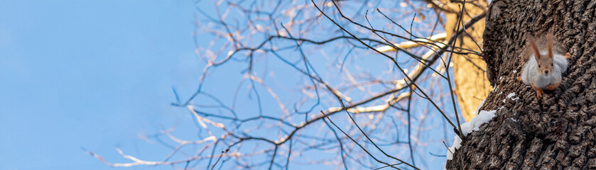 Squirrel Sitting on the Tree Trunk. Blurred Background with Sky and Trees.