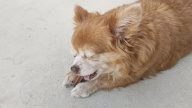 Chihuahua dog bites fake bone