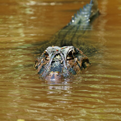 A caiman lurking at the river's edge in the Amazonian rainforest.