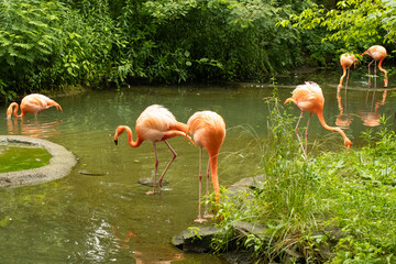 pink flamingos in the water