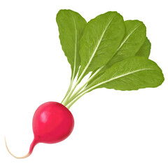 リアルなラディッシュのイラスト