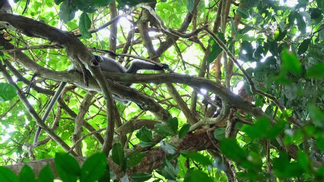 One goes up and the other resting on the branch while also looking down, Spectacled Leaf Monkey Trachypithecus obscurus, Thailand