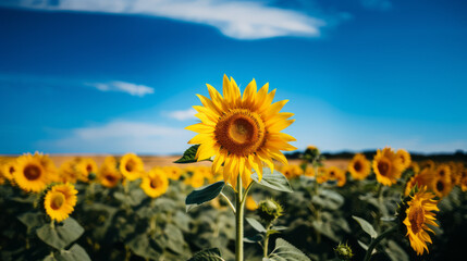 A vibrant sunflower in a field under a bright blue sky, showcasing colorful arrangements in stunning UHD.