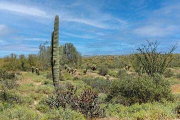 The desert flora of McDowell Mountain Regional Park is replete with spring blossoms.   - 678977046