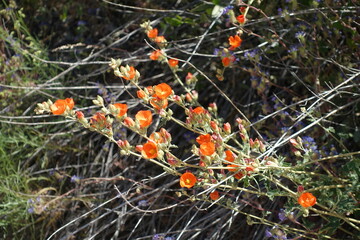 The desert flora of McDowell Mountain Regional Park is replete with spring blossoms.   - 678977203