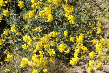 The desert flora of McDowell Mountain Regional Park is replete with spring blossoms.   - 678977279