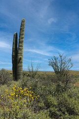 The desert flora of McDowell Mountain Regional Park is replete with spring blossoms.   - 678977290
