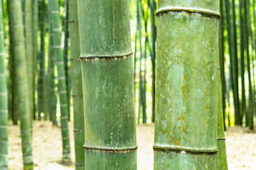 瑞々しい新緑の竹林