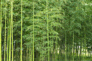 瑞々しい新緑の竹林