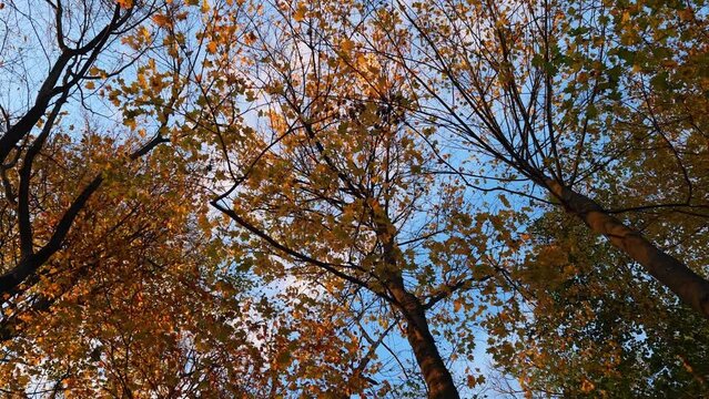 View of the autumn trees from the bottom up. View on the crowns of trees in a dense forest on a autumn day. Golden autumn in the forest. Trunks of trees against the sky . The camera rotates slowly