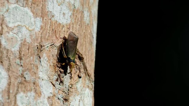 Smaller insects flying around this Planthopper while exposed under the afternoon sun as the tree moves with the wind,, Fulgoromorpha, Thailand