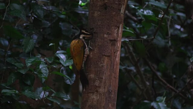 Seen from the side digging dep into the hole looking for more food to eat, Common Flameback Dinopium javanense Female, Thailand