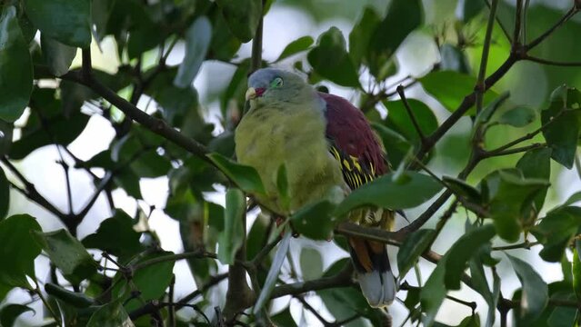 Seen perched in the thick of the fruiting tree resting, Thick-billed Green Pigeon Treron curvirostra, Thailand