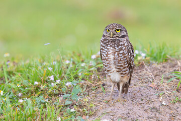 Burrowing Owl