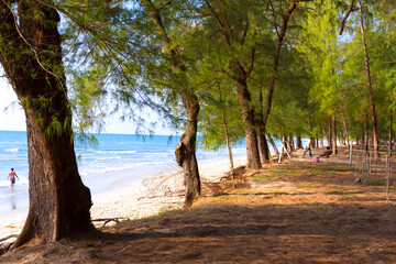 Fototapeta premium Root of pine and nature on beach