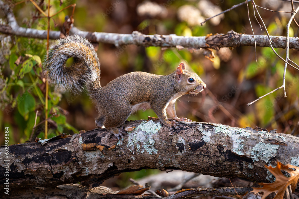 Wall mural squirrel on a log