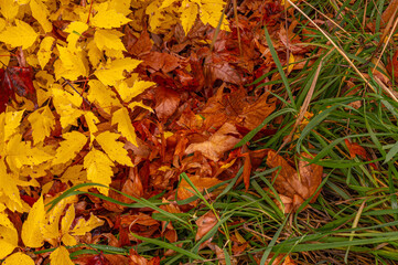 Autumn Leaves on Green Grass