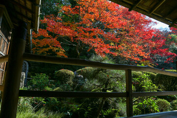 kyoto,Japan - November 27, 2017 : The beautiful Shisendo temple sand park in the fall foliage season is a favorite place for tourists to take photos.