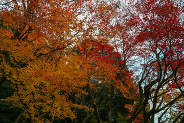 kyoto,Japan - November 27, 2017 : The beautiful Shisendo temple sand park in the fall foliage season is a favorite place for tourists to take photos.