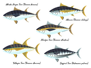 Tuna Species Vector Drawing Models