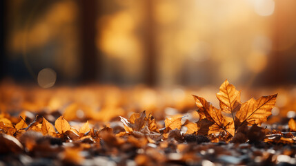 autumn leaves in the sun HD 8K wallpaper Stock Photographic Image