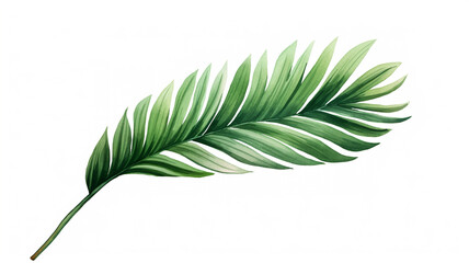 Watercolor painting of green palm leaves isolated on white background