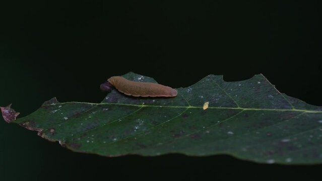 Busy eating the leaf from the side while the wind blows hard in the forest, Round headed Caterpillar, Thailand