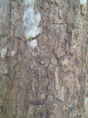 cracked bark