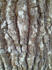 cracked bark