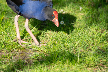 Pukeko or moorhen grazing in field