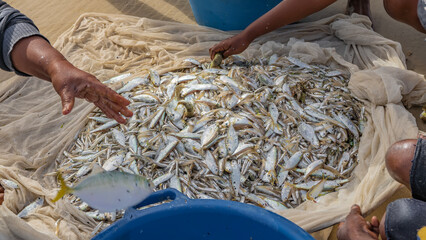 The fisherman's catch. There is a pile of freshly caught silver fish in the fishing net. You can...