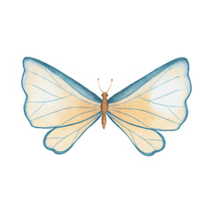 Watercolor abstract butterfly isolated on white background. Pastel beige and blue butterfly hand drawn illustration