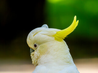  Cockatoo Head Left Side
