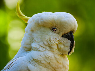 Cockatoo Head Close