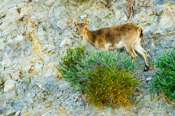 Wild mountain goat on rock in Spain