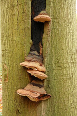 Vertical closeup on a tinder fungus, Fomes fomentarius on a dead beech tree - obrazy, fototapety, plakaty