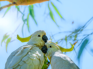 Cockatoos Snuggling
