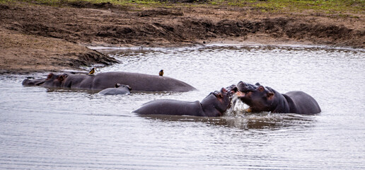 Fototapeta premium Wild Hippopotamus close ups in Kruger National Park, South Africa