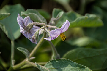 A closeup of a flower. This flower is before fruiting on the brinjal plant