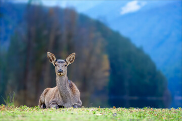 Majestic red deer stag in National park on lake and mountain background. Animal in nature habitat
